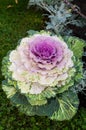 Pink ornamental cabbage in the garden Royalty Free Stock Photo