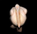 Big pink pelican isolated on black background Royalty Free Stock Photo