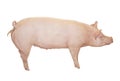 Big Pink Pig Royalty Free Stock Photo