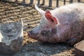 A big pink pig is lying next to his trough for food. Livestock farm