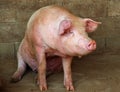 Big pink pig in the pigsty of the farm in the countryside Royalty Free Stock Photo