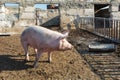 Big pink pig walks in paddock. Livestock farm Royalty Free Stock Photo