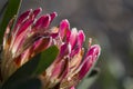 Big pink Protea or sugarbush flower close up