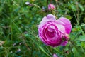 Big pink rose flower with drops of rain in garden. Green plants as background. Closeup Royalty Free Stock Photo
