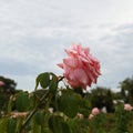 A big pink rose in a green park Royalty Free Stock Photo