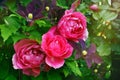 Big pink rose flowers and clematis in summer garden Royalty Free Stock Photo