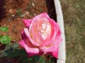 Big Pink rose in garden