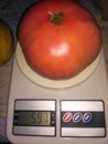 Big pink tomato on scales Royalty Free Stock Photo