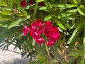 A big pinky deep red color flower in the bush with some long leaves Royalty Free Stock Photo