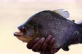 Big piranha - Amazon, Brazil, South America