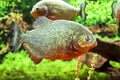 Large fish piranhas in the aquarium as a danger in nature Royalty Free Stock Photo