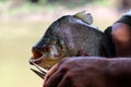 Big piranha - Amazon, Brazil, South America