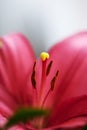 Big pistil and stamens of blooming lily flower in macro. Natural background of beautiful petals of red blooming lily in macro Royalty Free Stock Photo