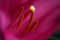 Big pistil and stamens of blooming lily flower in macro. Natural background of beautiful petals of red blooming lily in macro Royalty Free Stock Photo