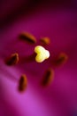 Big pistil and stamens of blooming lily flower in macro. Natural background of beautiful petals of red blooming lily in macro Royalty Free Stock Photo