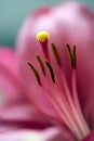 Big pistil and stamens of blooming lily flower in macro. Natural background of beautiful petals of red blooming lily in macro Royalty Free Stock Photo