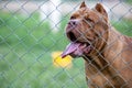 A big pitbull in a steel cage, a scary-looking dog. But the truth is, the pitbull is playful, docile and loves its owner, and has