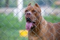 A big pitbull in a steel cage, a scary-looking dog. But the truth is, the pitbull is playful, docile and loves its owner, and has