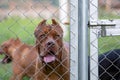 A big pitbull in a steel cage, a scary-looking dog. But the truth is, the pitbull is playful, docile and loves its owner, and has