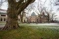 Big plane tree in Dresden, Saxony, Germany Royalty Free Stock Photo