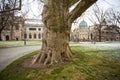 Big plane tree in Dresden, Saxony, Germany Royalty Free Stock Photo