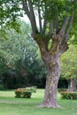 Big plane trees in green camping for synergy with nature Royalty Free Stock Photo