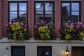 Big planters with various plants set against brick wall with windows