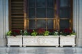 Big planters with various plants set against brick wall with windows