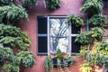 Big planters with various plants set against brick wall with windows and shutters