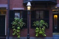 Big planters with various plants set against brick wall with windows and shutters