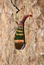 Big planthopper on the tree (Pyrops karenia) Royalty Free Stock Photo