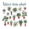 Big plants collection. Interior potted plants with plant names
