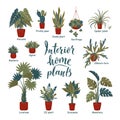 Big plants collection. Interior potted plants with plant names