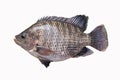 Big plentiful fat tilapia fish isolated on white background
