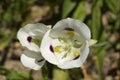 Big-pod Mariposa Lily