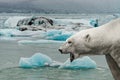 Big polar bear is crying with open mouth in front of melting sea ice with blue icebergs in a subpolar region, summer with global
