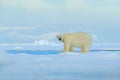 Big polar bear on drift ice edge with snow a water in Arctic Svalbard, big white animal in the nature habitat, foggy mountain in Royalty Free Stock Photo