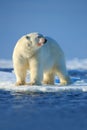 Big polar bear on drift ice edge with snow a water in Arctic Svalbard Royalty Free Stock Photo