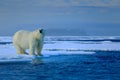 Big polar bear on drift ice edge with snow a water in Arctic Svalbard Royalty Free Stock Photo