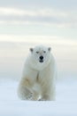 Big polar bear on drift ice edge with snow a water in Arctic Svalbard Royalty Free Stock Photo