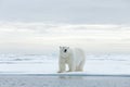 Big polar bear on drift ice edge with snow a water in Arctic Svalbard Royalty Free Stock Photo