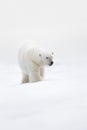 Big polar bear on drift ice with snow, clear white photo, big animal in the nature habitat, Svalbard, Norway