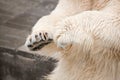 Polar bear`s paws in the zoo