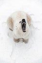 Big polar bear in the snow, look predator, roar of a predator, the bear& x27;s mouth Royalty Free Stock Photo