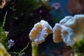 Polyp of healthy candy cane coral animal in nano reef marine aquarium, LED actinic blue low light, beautiful live rock ecosystem