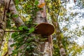 Big polypore mushroom on the stem of poplar tree