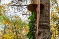Big polypore mushroom on the stem of poplar tree