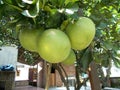 Big pomelo fruits or grapefruit on the tree