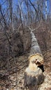 Big poplar felled by Beaver Royalty Free Stock Photo