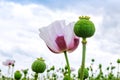 Poppy field blooms white against blue sky Royalty Free Stock Photo